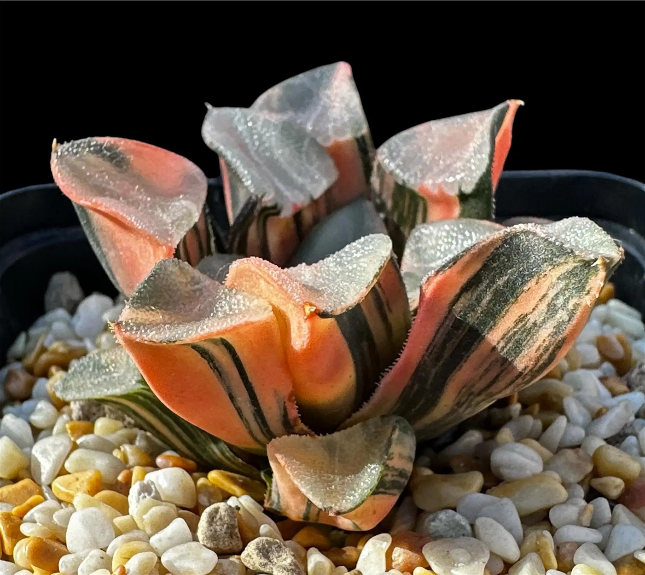HAWORTHIA  CORRECTA VARIEGATE - 9CM POT