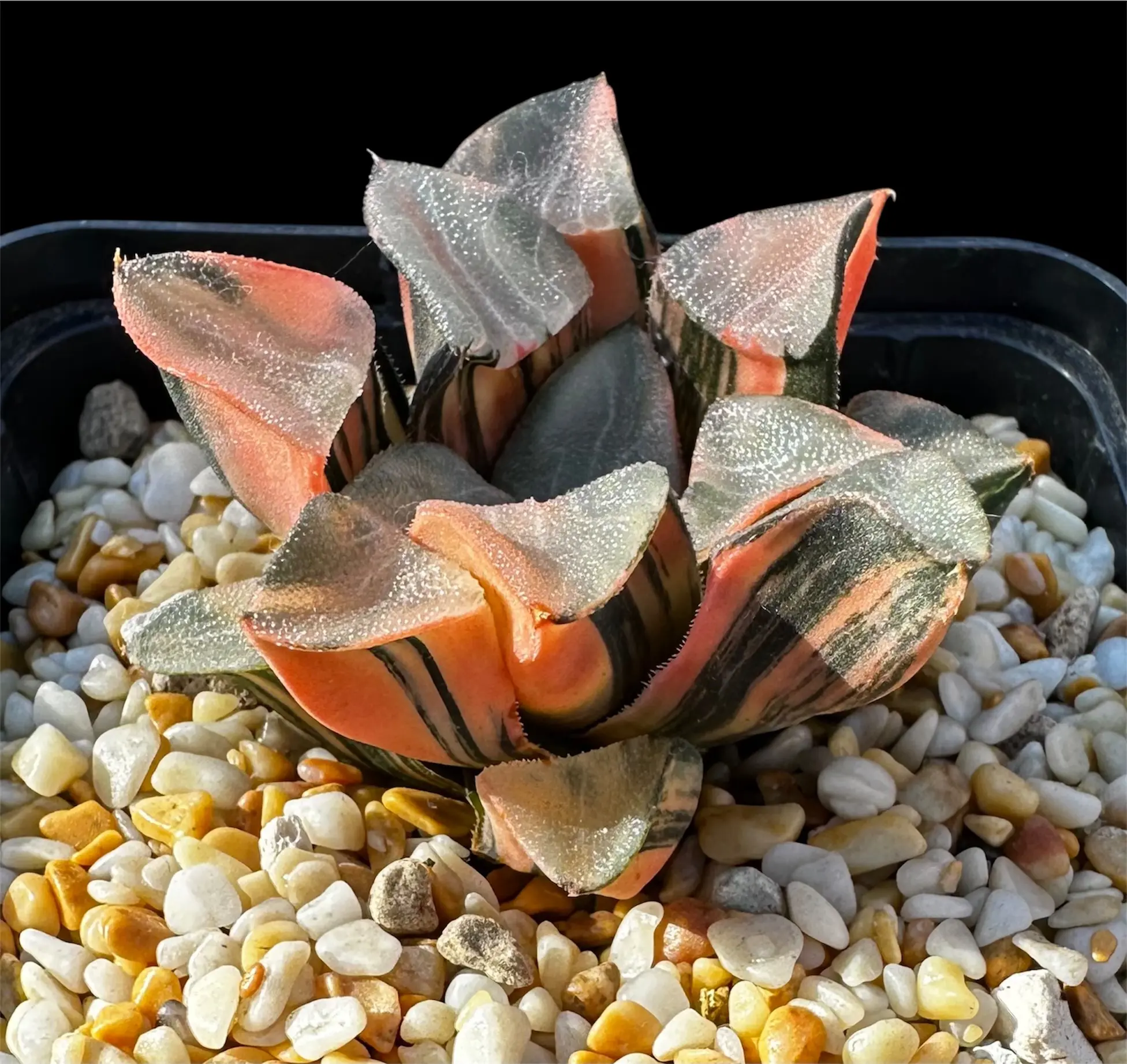 HAWORTHIA CORRECTA VARIEGATE - 9CM POT - Image 3