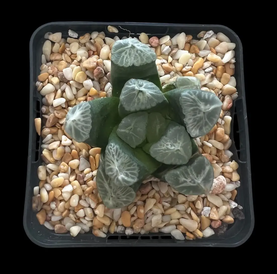HAWORTHIA MAUGHANII RAINBOW - 9CM POT