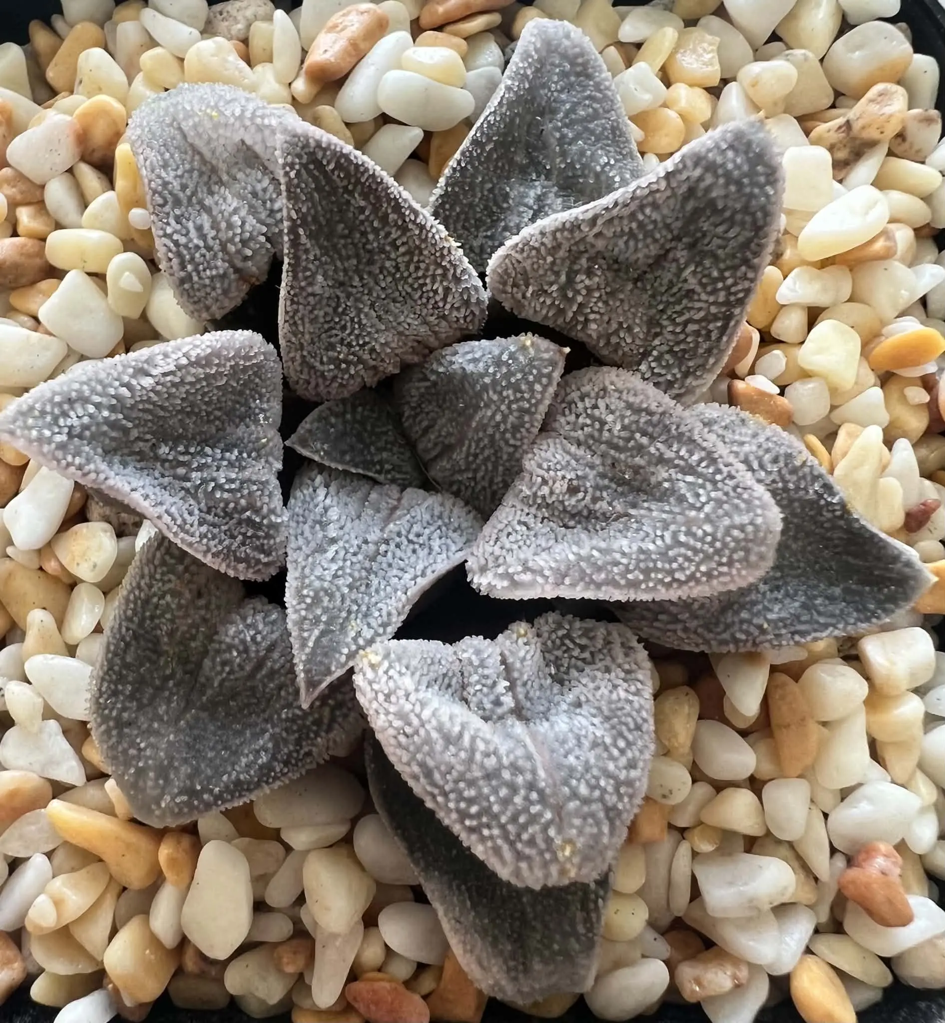 HAWORTHIA HAKUGIN TETSUDOU - 7CM POT