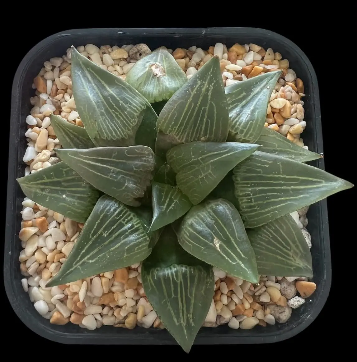 HAWORTHIA BAMBOO TIGER - 10.5CM POT