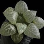 HAWORTHIA  SUISHO 101/CRYSTAL 101