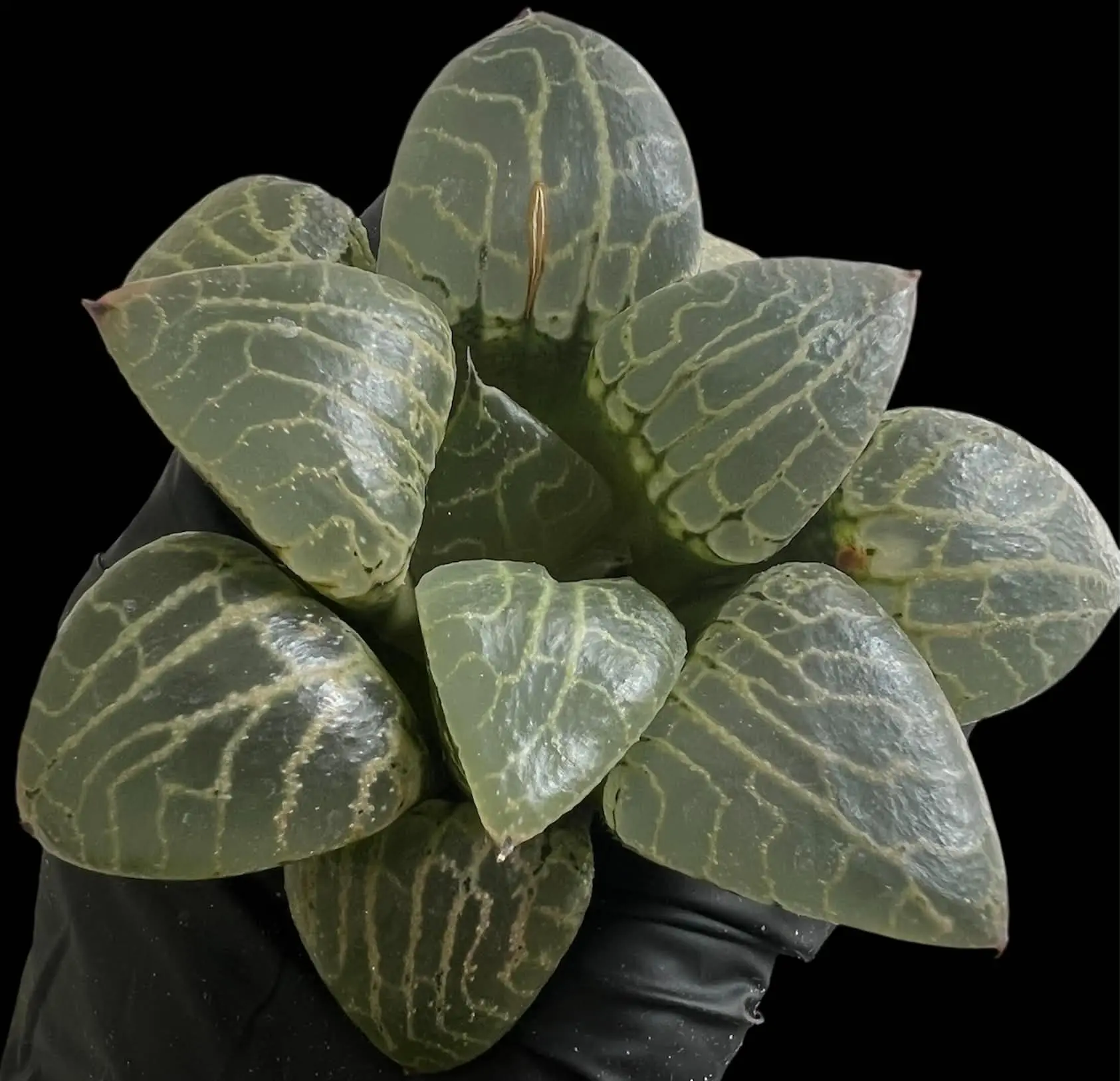 HAWORTHIA  SUISHO 101/CRYSTAL 101