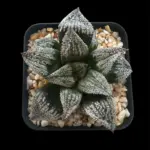 HAWORTHIA ‘NOBLE STAR’ x ROUGH CV’S (GM)