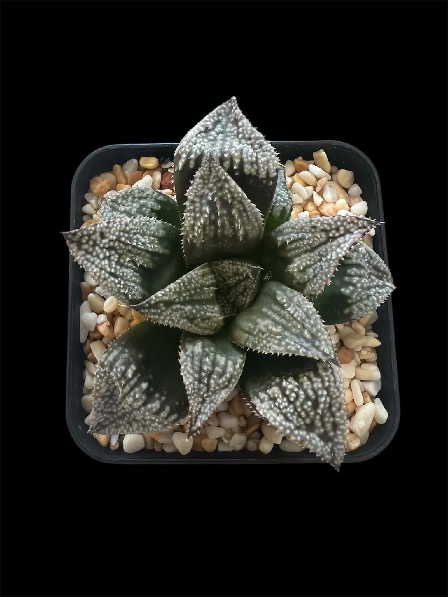 HAWORTHIA ‘NOBLE STAR’ x ROUGH CV’S (GM)