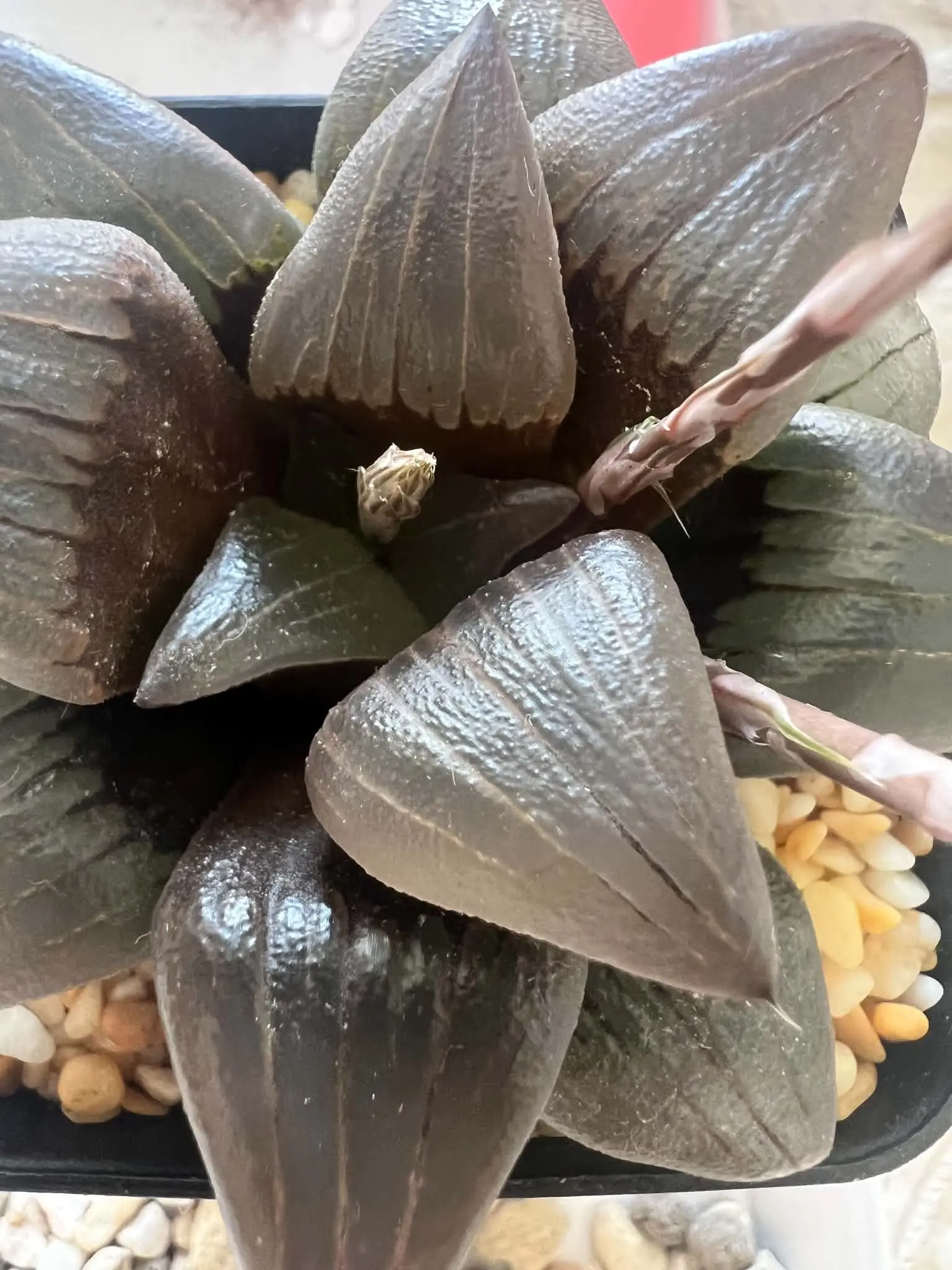 HAWORTHIA ATROFUSCA RED LINES - 7CM POT
