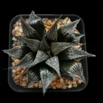 HAWORTHIA CHOCKWONDER (GM) - 7CM POT