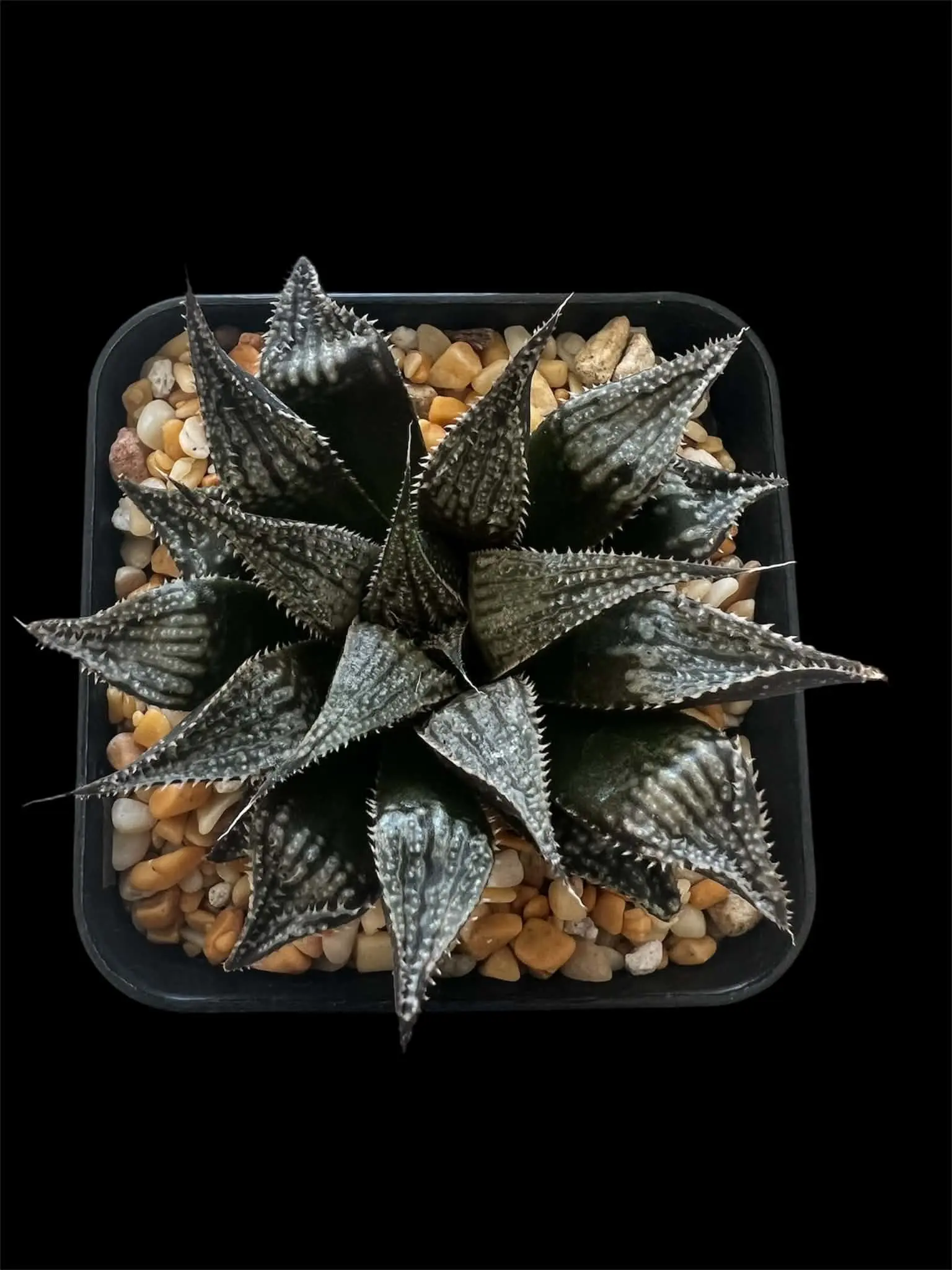 HAWORTHIA CHOCKWONDER (GM) - 7CM POT