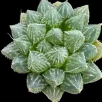 HAWORTHIA  MIRRORBALL