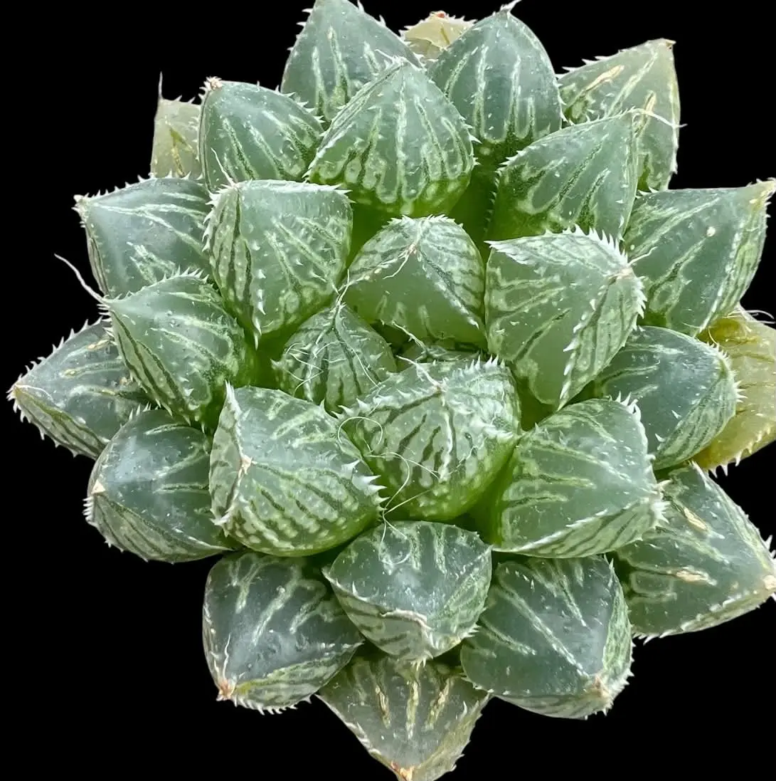 HAWORTHIA  MIRRORBALL