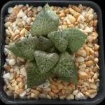 HAWORTHIA COMPTONIANA WHITE WHALE - 7CM POT