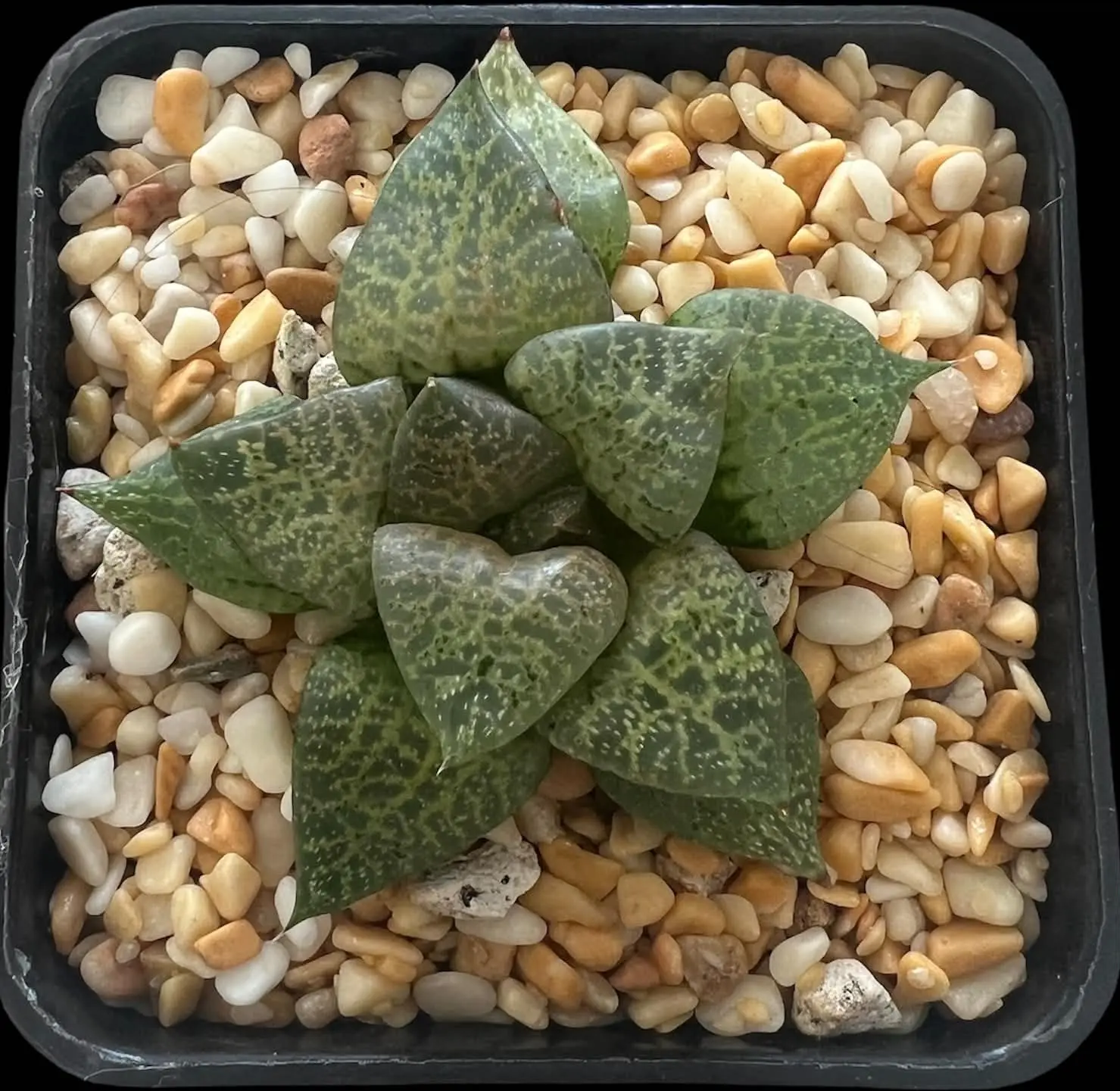 HAWORTHIA COMPTONIANA WHITE WHALE - 7CM POT