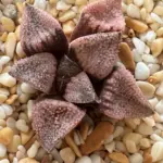 HAWORTHIA CUI PEACH - 7CM POT
