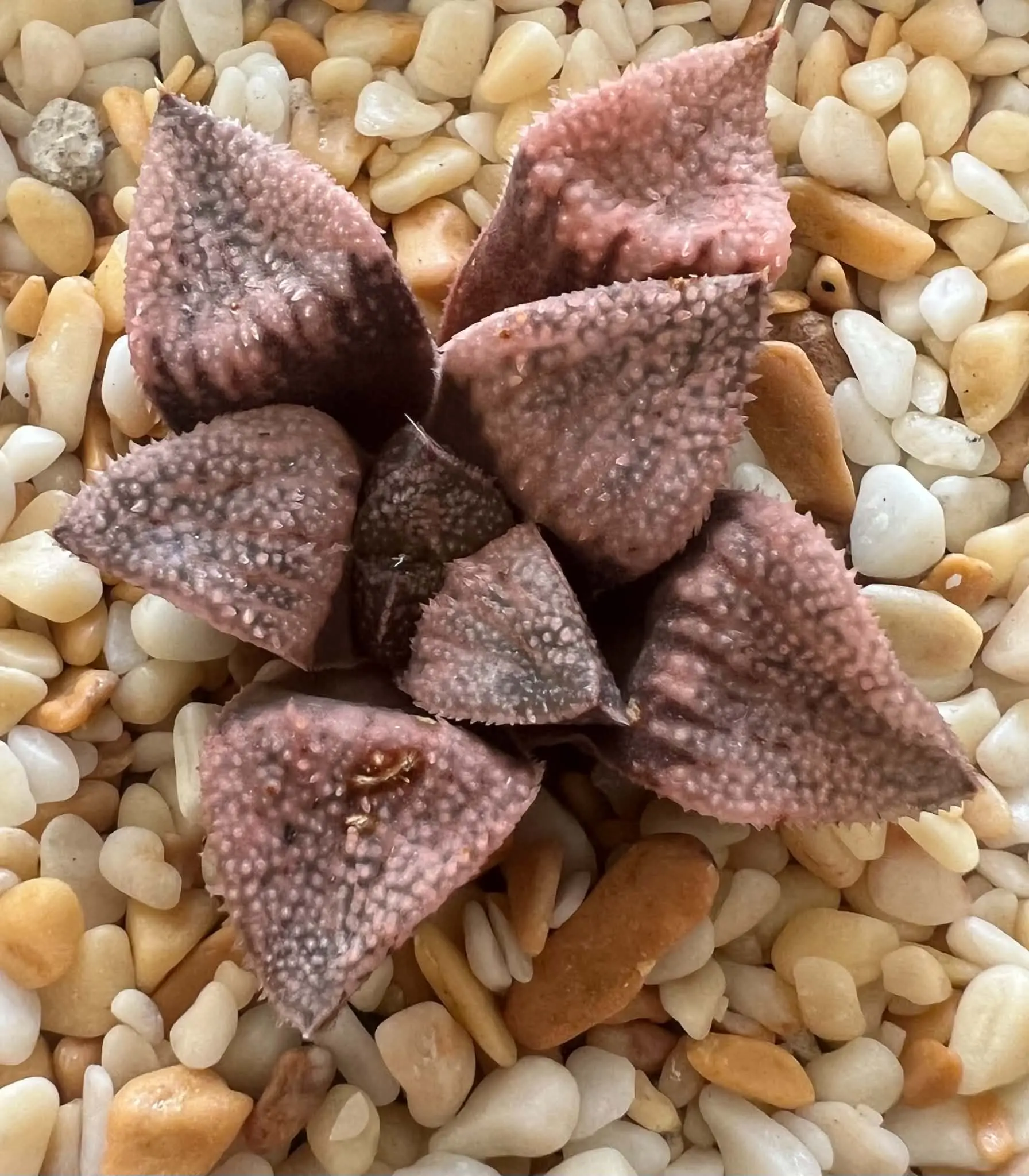 HAWORTHIA CUI PEACH - 7CM POT