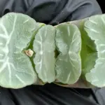 HAWORTHIA TRUNCATA HAKUA