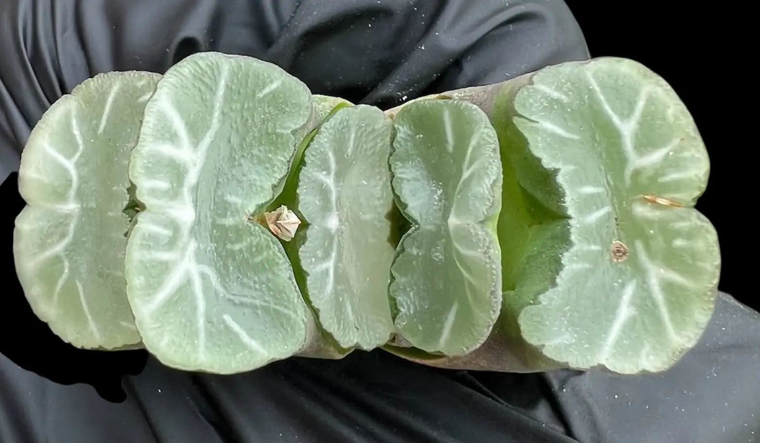 HAWORTHIA TRUNCATA HAKUA