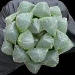 HAWORTHIA OBTUSA RED LINES