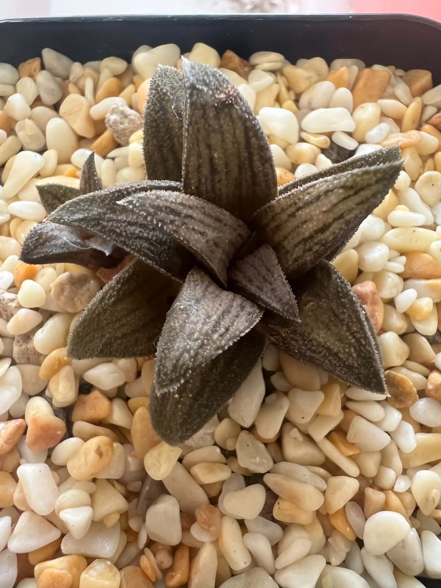 HAWORTHIOPSIS OLD FOLKS - 7CM POT