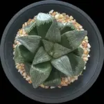 HAWORTHIA COMPTONIANA - SEED GROWN - 12CM POT