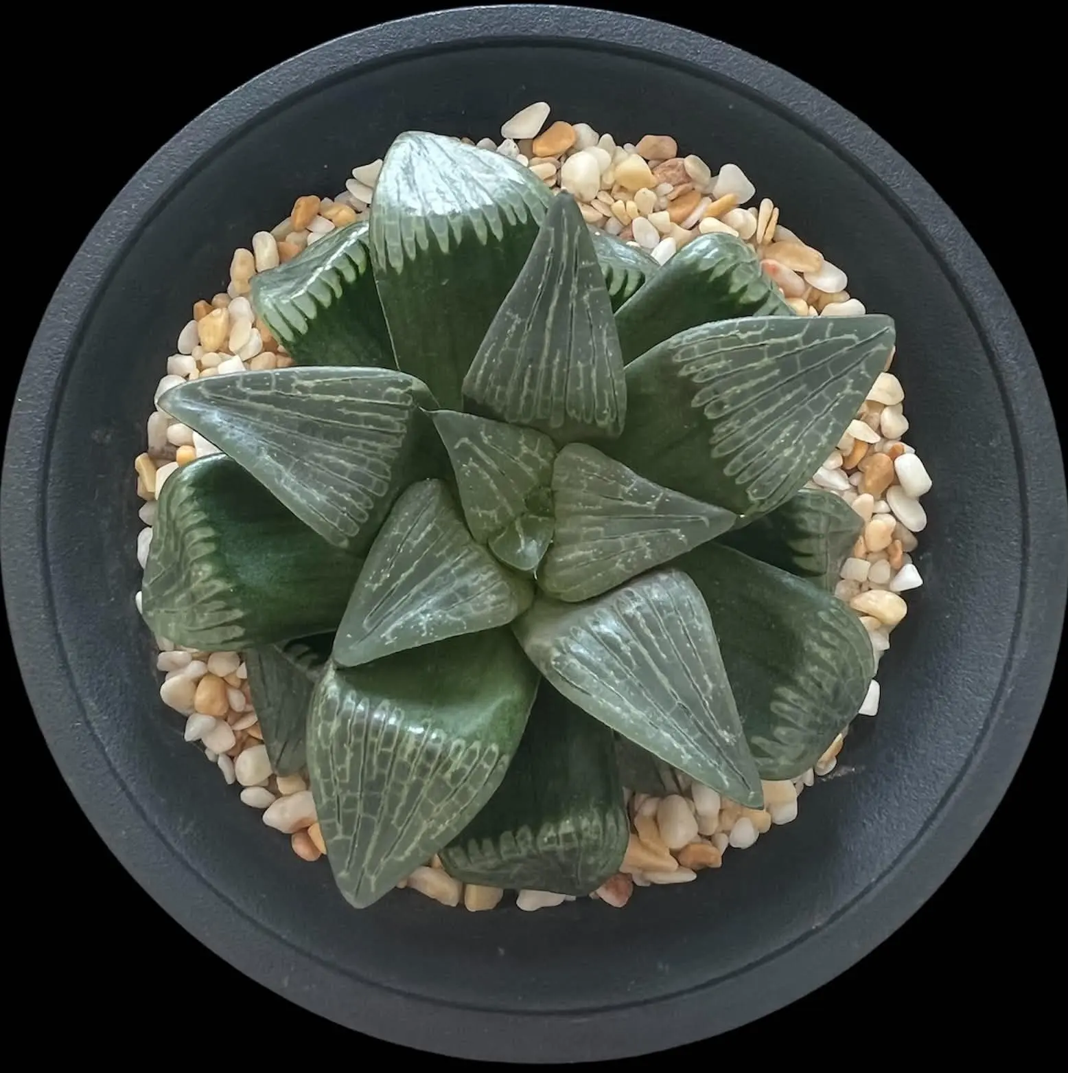 HAWORTHIA COMPTONIANA - SEED GROWN - 12CM POT