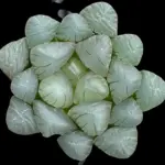 HAWORTHIA COOPERI BLUE MIRROR