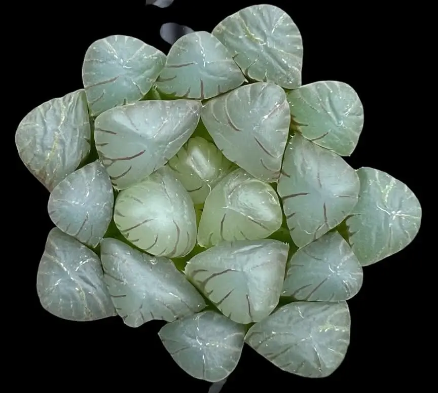 HAWORTHIA COOPERI BLUE MIRROR