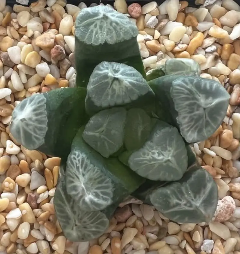 HAWORTHIA MAUGHANII RAINBOW - 9CM POT - Image 3