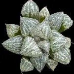 HAWORTHIA  YUKI-KESHIKI