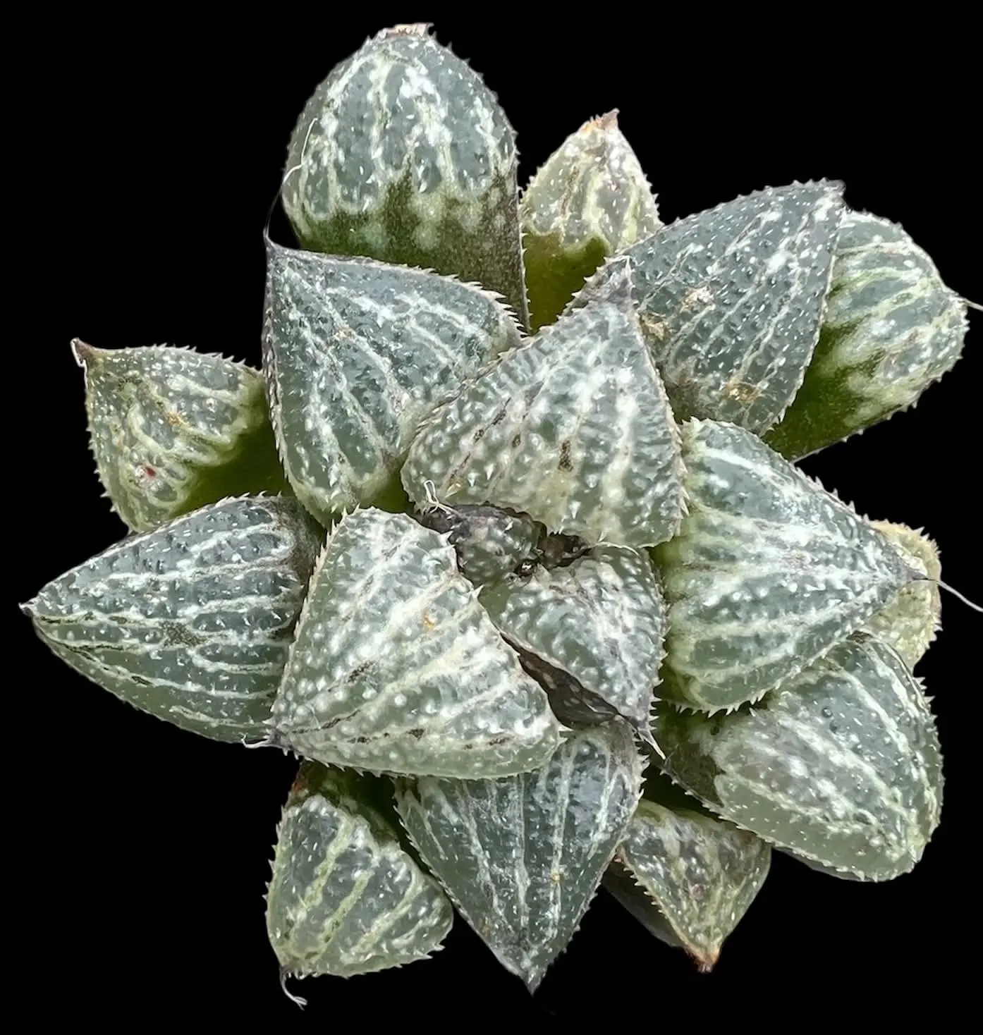HAWORTHIA  YUKI-KESHIKI