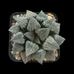 HAWORTHIA ‘PROTOROSE’ (GM)