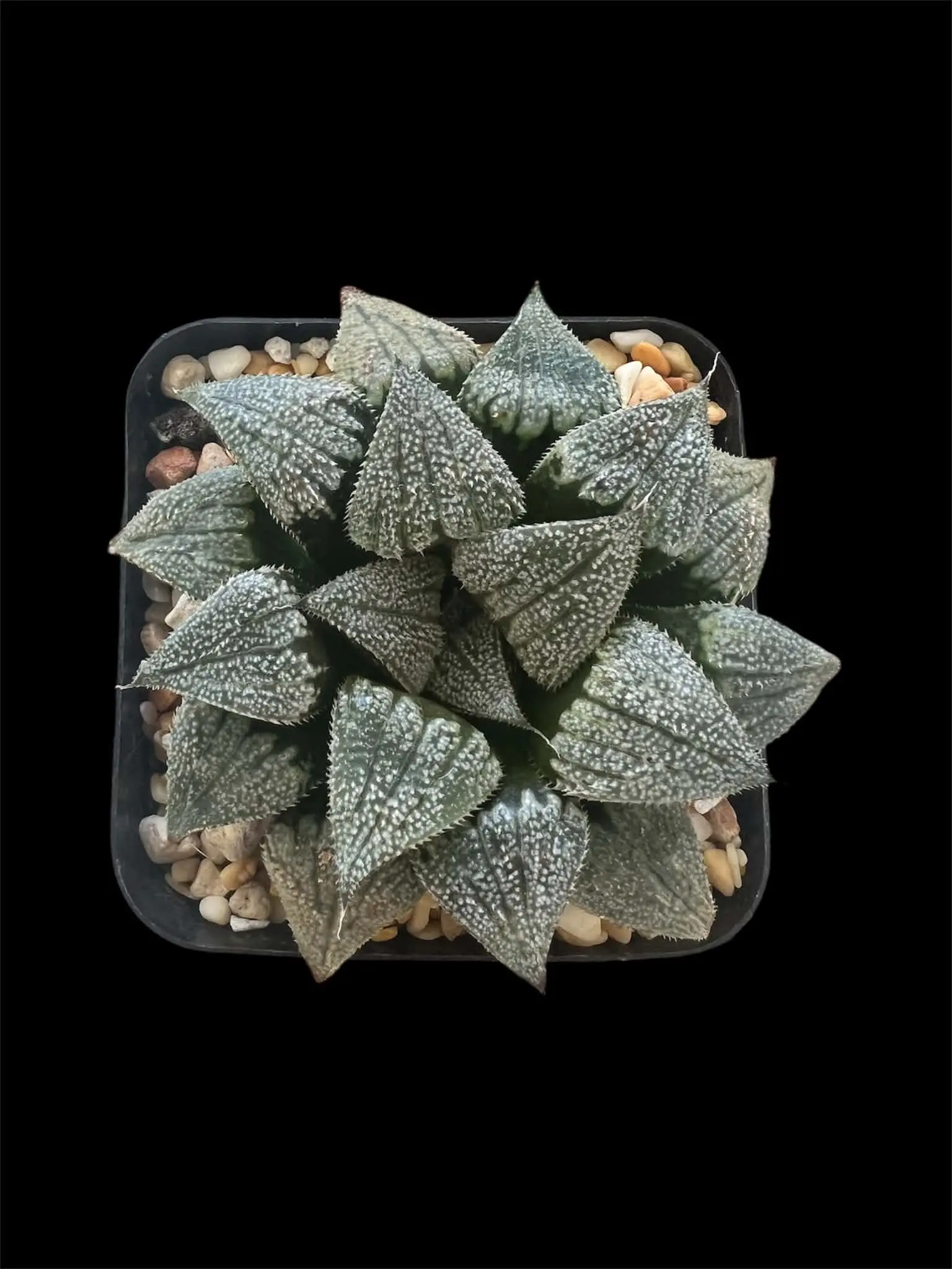 HAWORTHIA ‘PROTOROSE’ (GM)