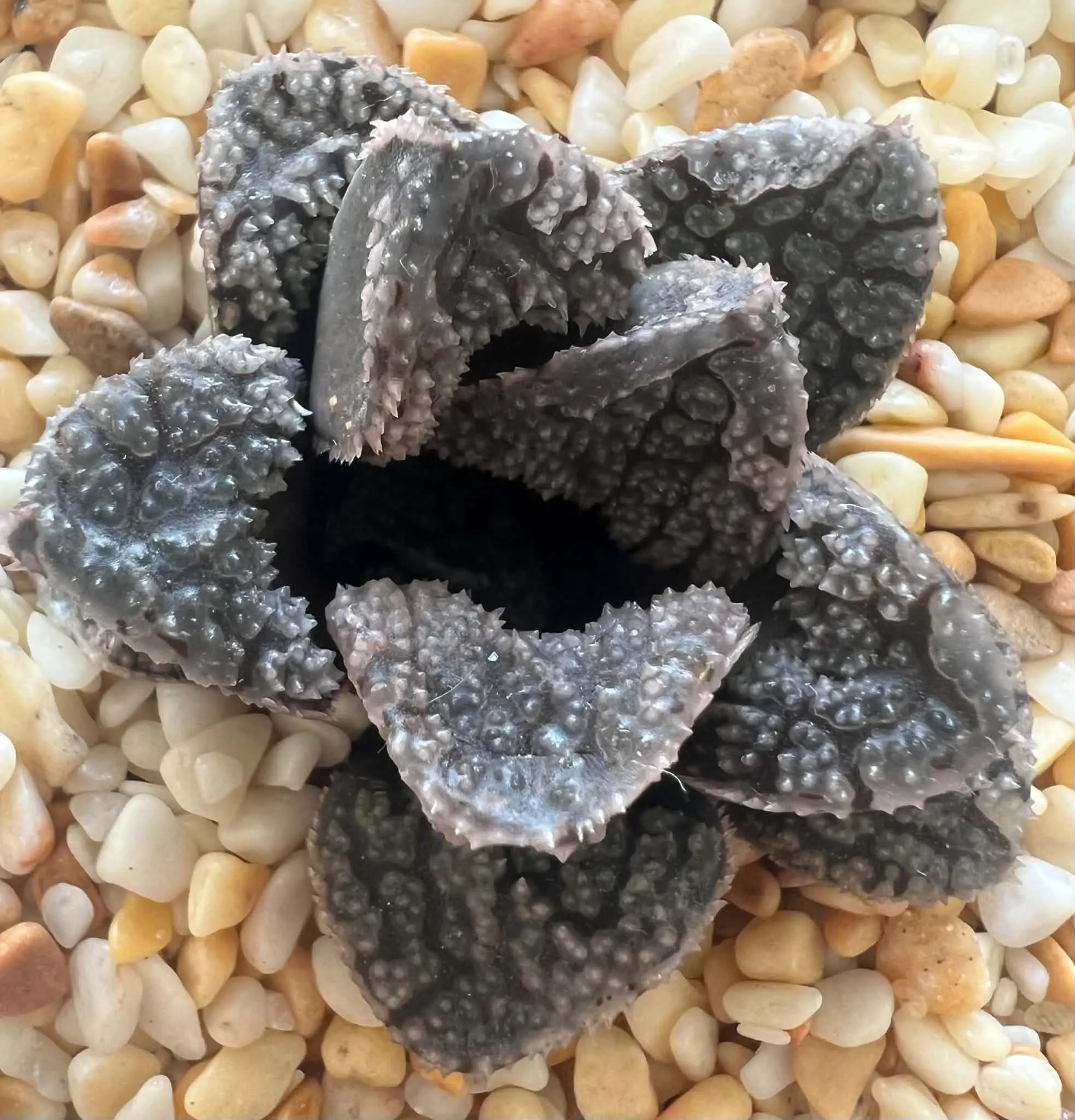 HAWORTHIA MORDOR - 7CM POT