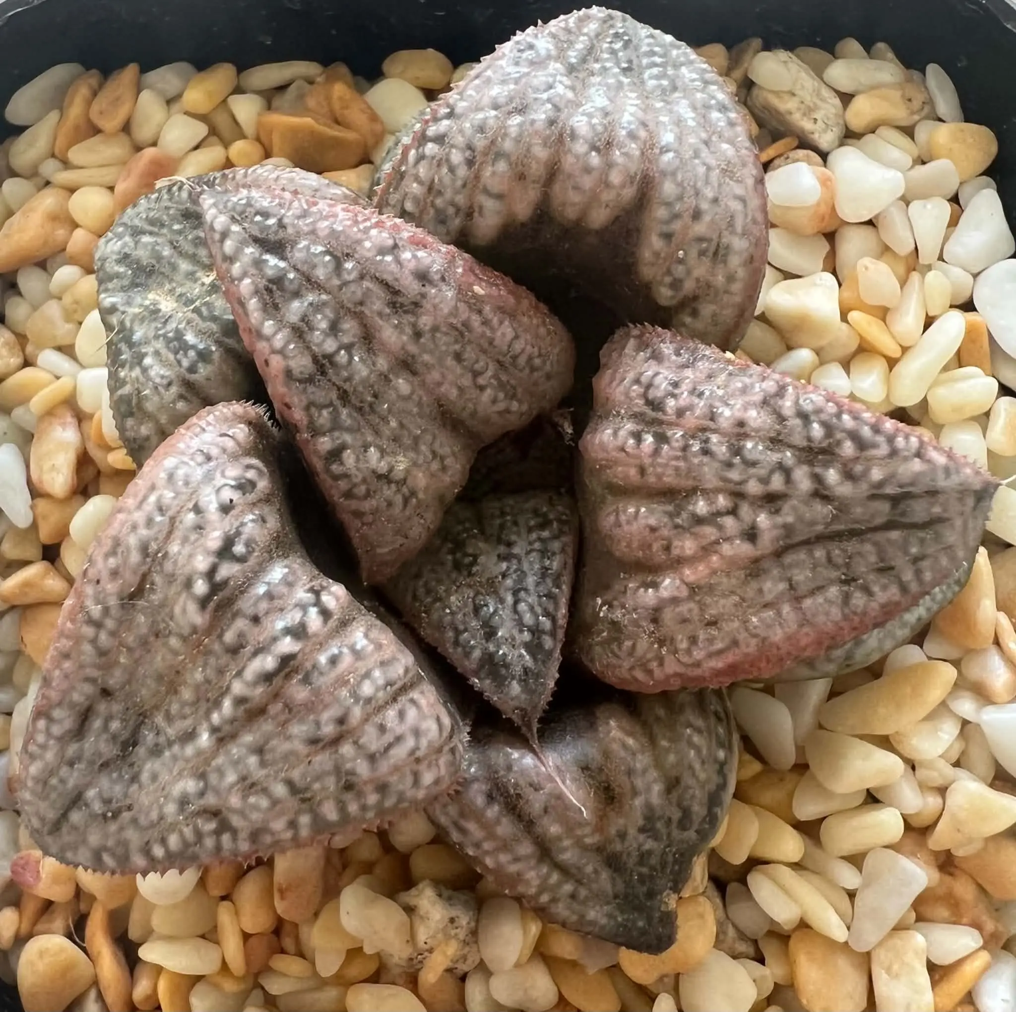 HAWORTHIA SPLENDENS SILVER QUEEN - 7CM POT