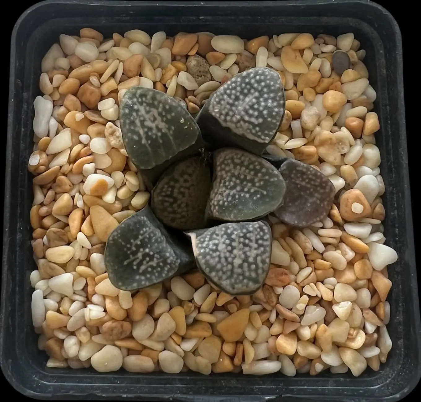 HAWORTHIA GROENEWALDII - 7CM POT