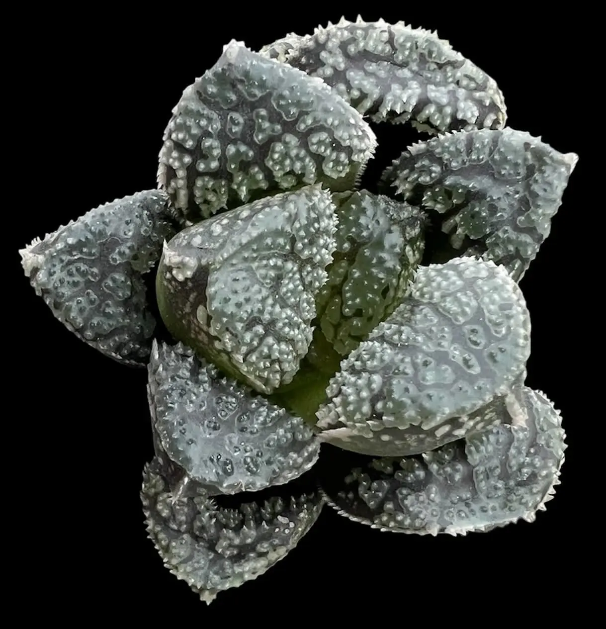 HAWORTHIA MORDOR