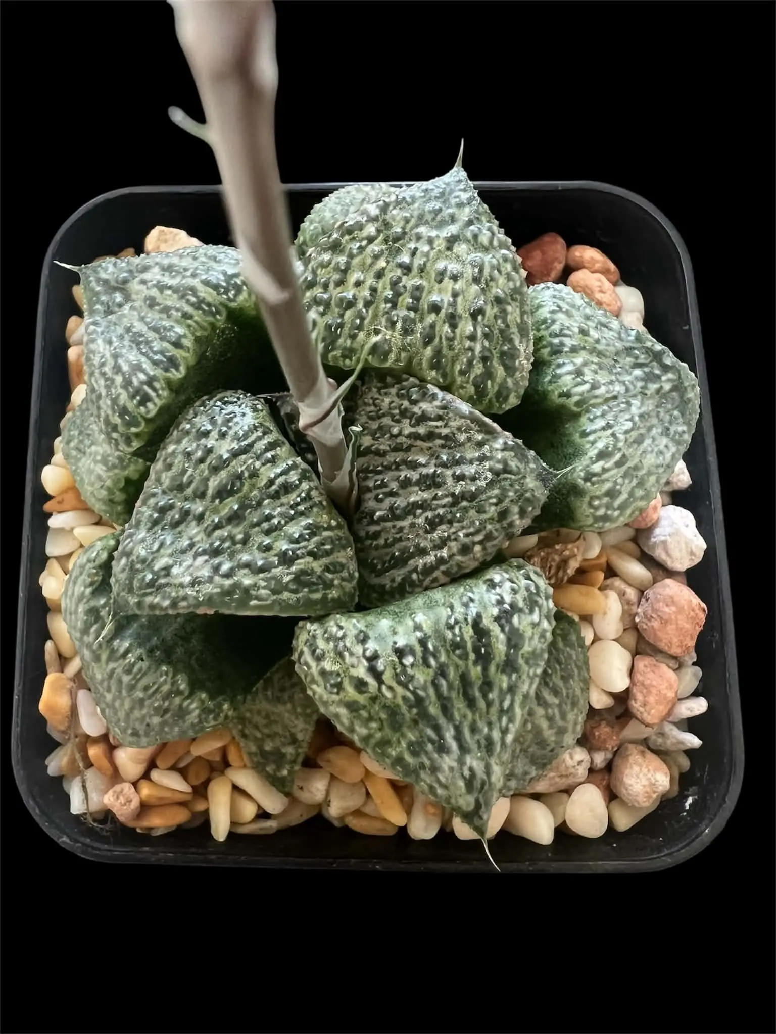 HAWORTHIA SPLENDENS GM452 CV (03/2016)