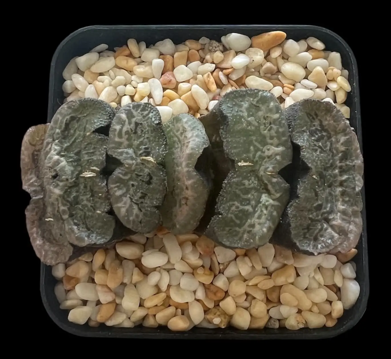 HAWORTHIA TRUNCATA MADAM BUTTERFLY - 7CM POT