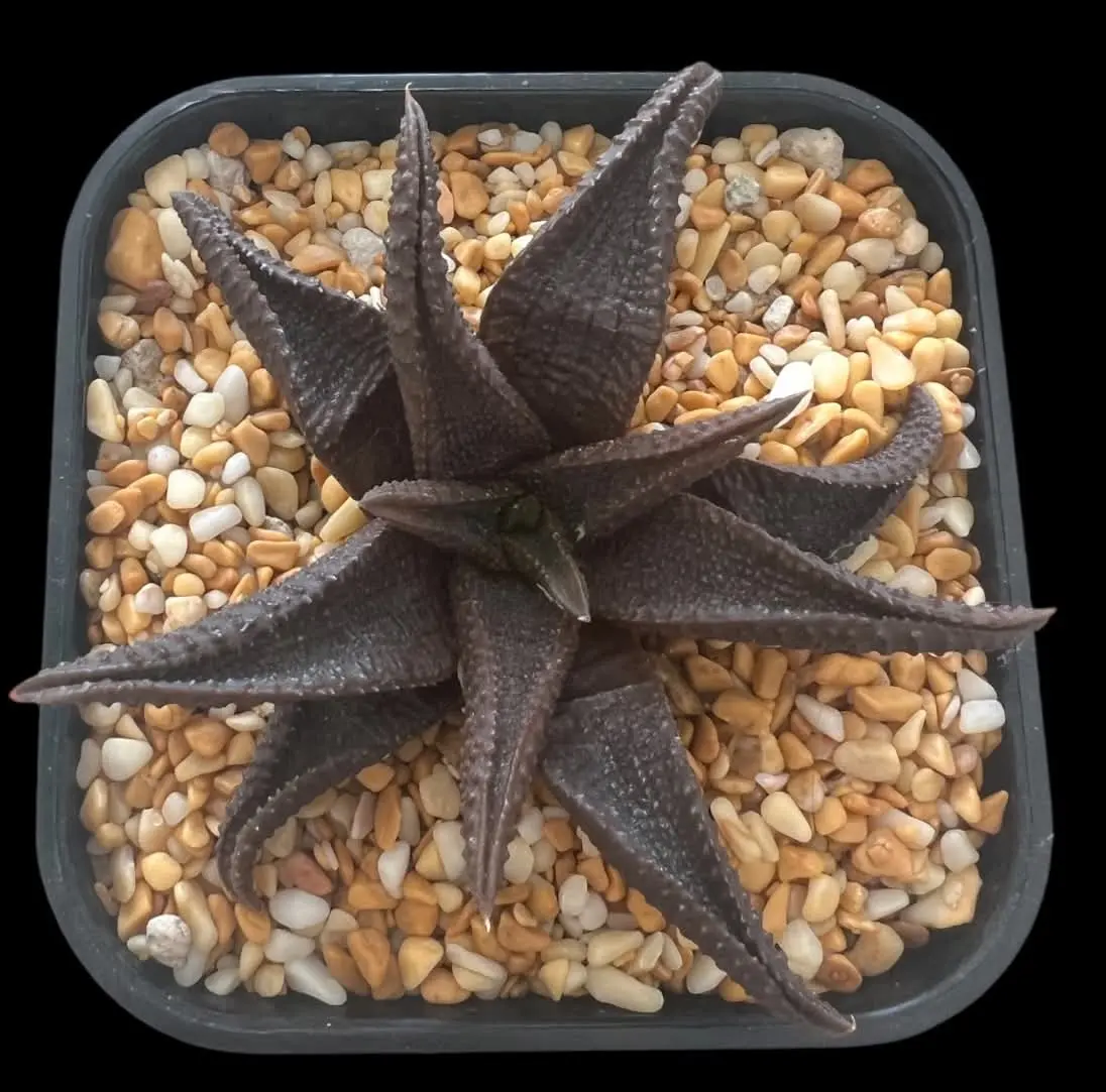 HAWORTHIA KOELMANIORUM - 10.5CM POT