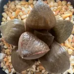 HAWORTHIA CHOCOLATE MATCHA - 7CM POT