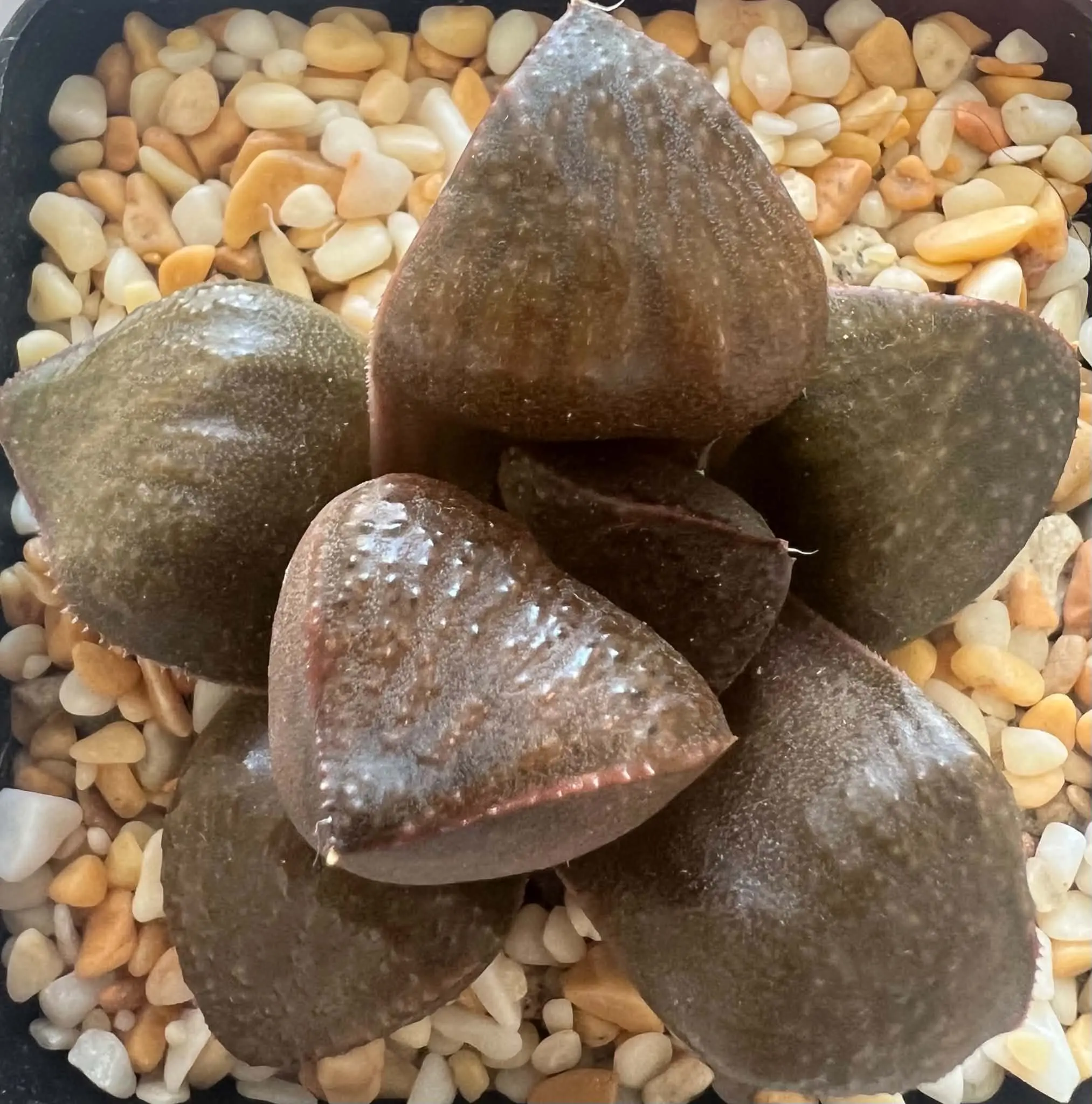 HAWORTHIA CHOCOLATE MATCHA - 7CM POT