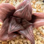 HAWORTHIA BADIA PINKY - 7CM POT
