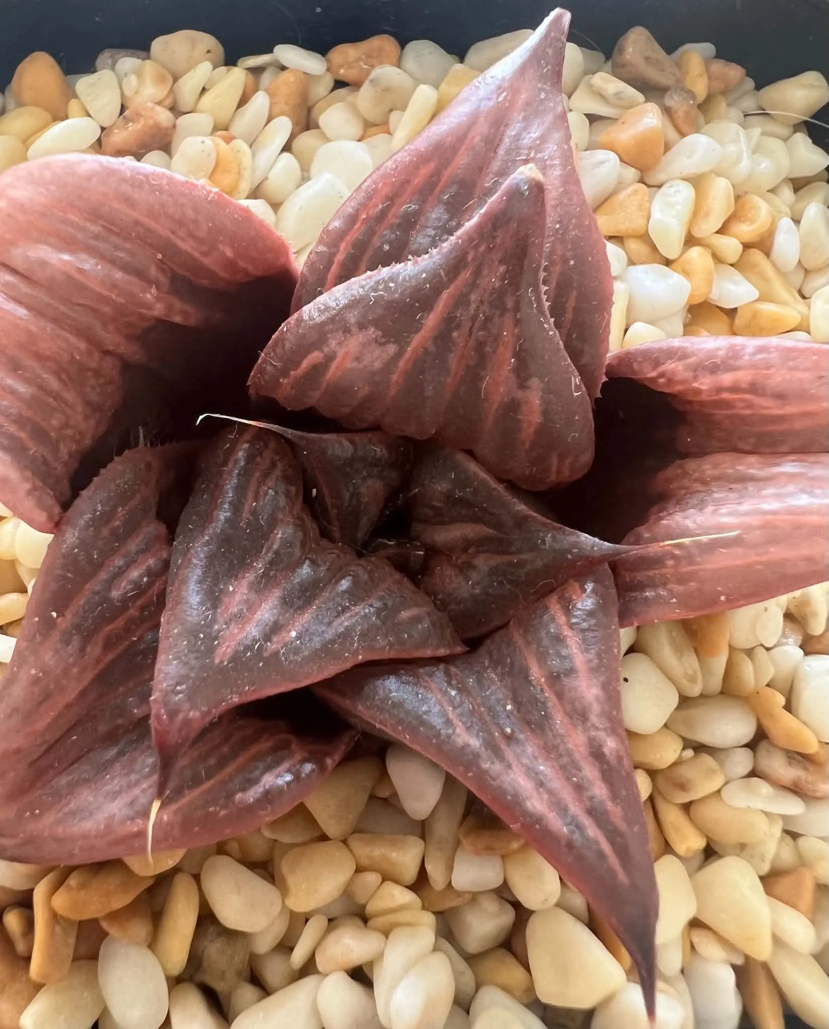 HAWORTHIA BADIA PINKY - 7CM POT