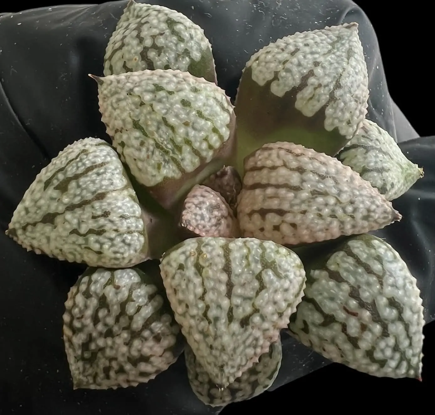 HAWORTHIA BLACK PICTA