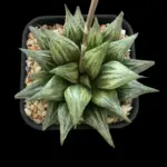 HAWORTHIA WIMII HYBRID YH110904 EX- GM
