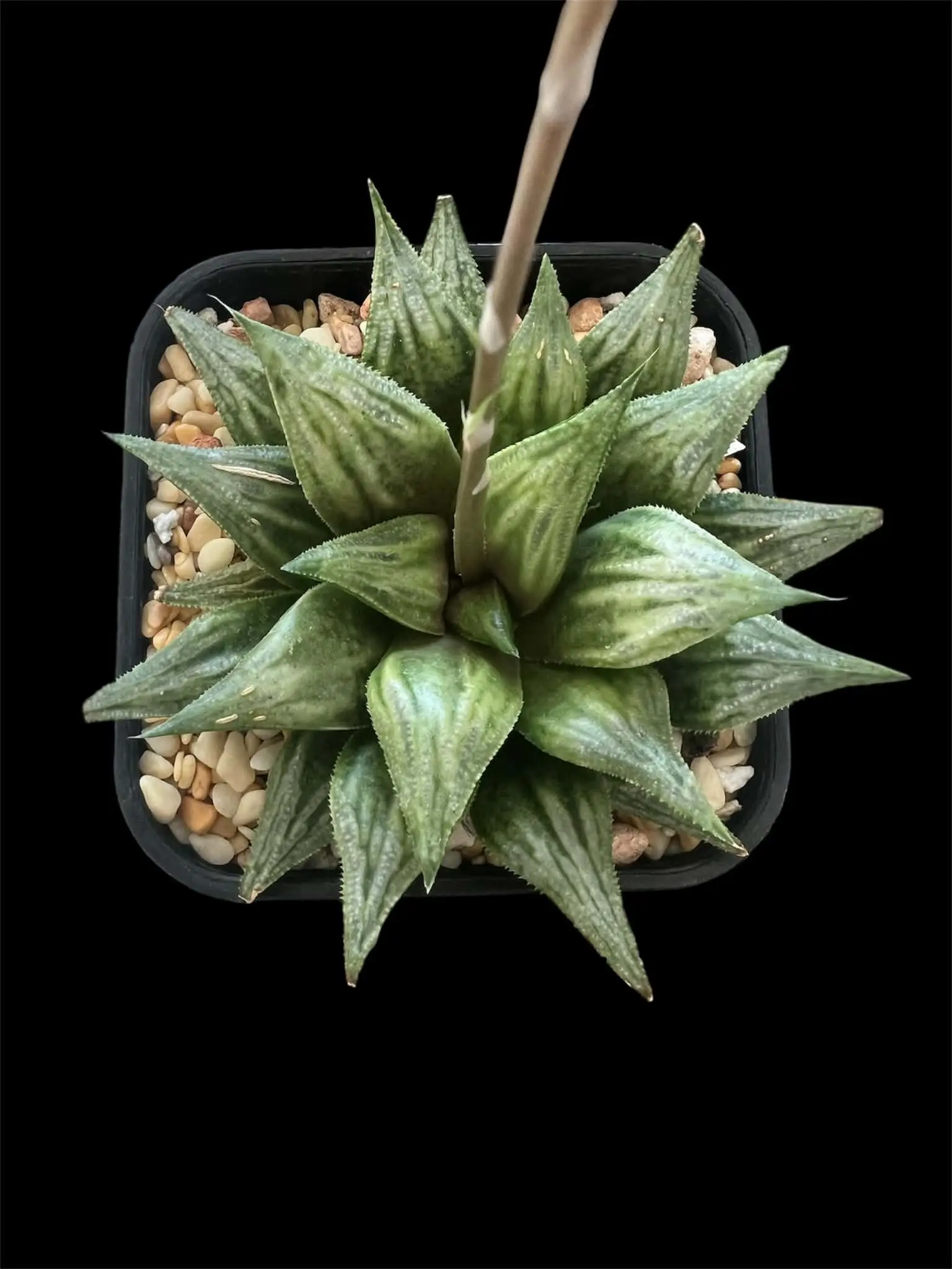 HAWORTHIA WIMII HYBRID YH110904 EX- GM
