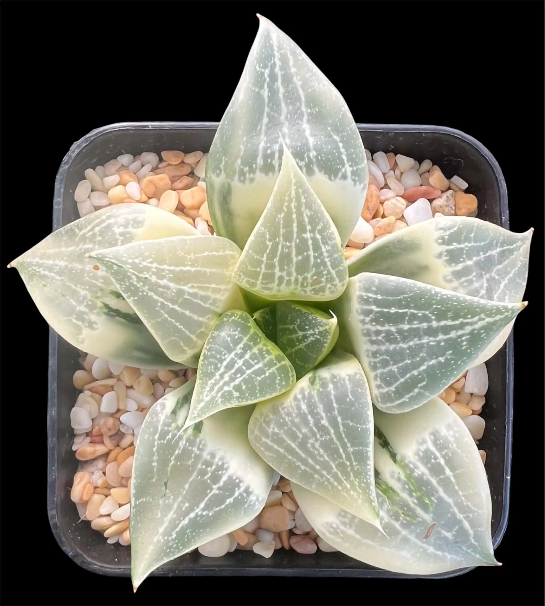 HAWORTHIA COMPTONIANA REVERSE VARIEGATE - 7CM POT - Image 3