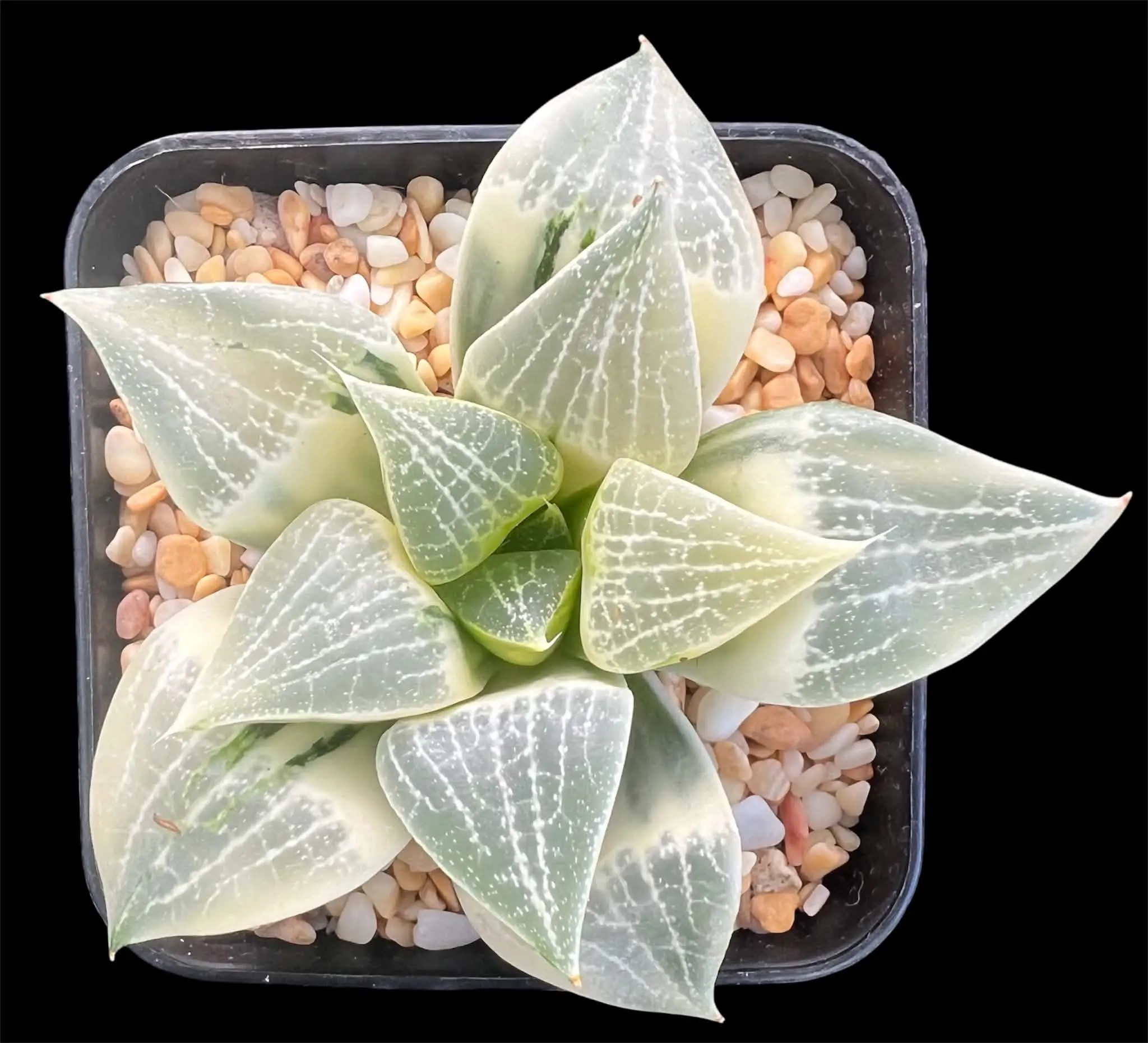 HAWORTHIA COMPTONIANA REVERSE VARIEGATE - 7CM POT - Image 4