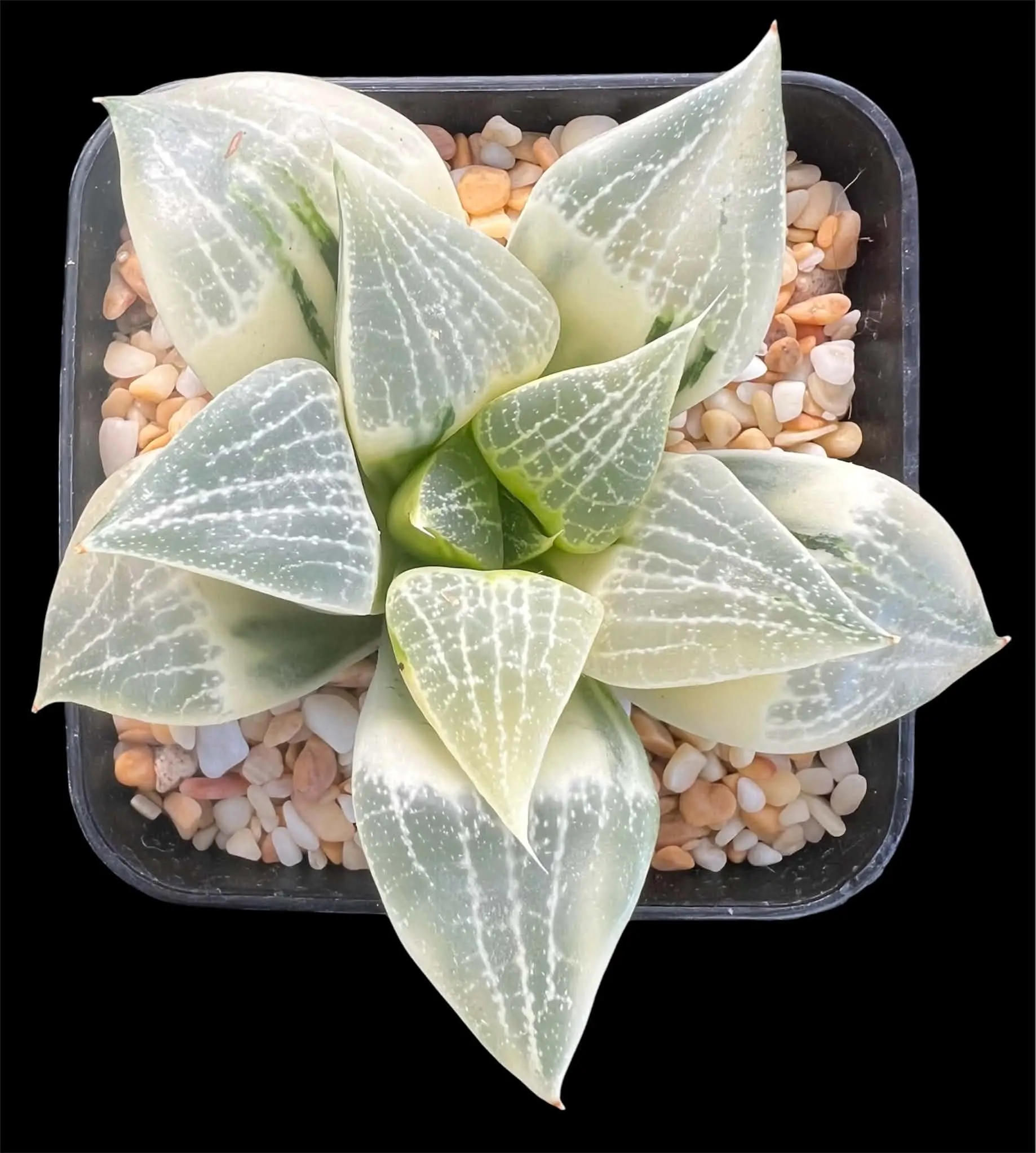HAWORTHIA COMPTONIANA REVERSE VARIEGATE - 7CM POT - Image 2
