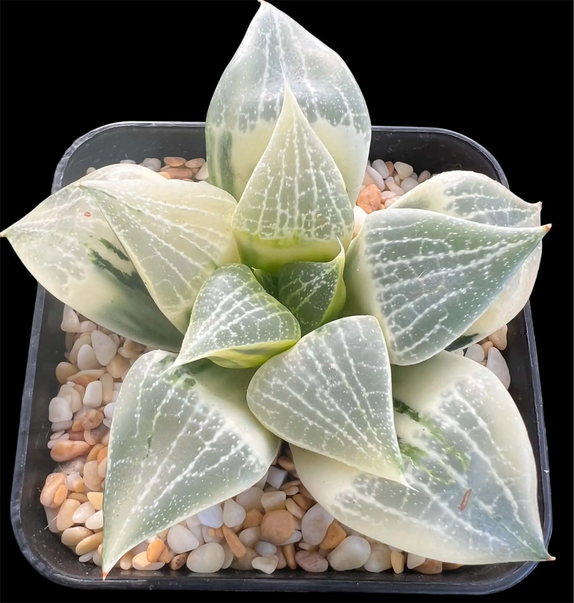 HAWORTHIA COMPTONIANA REVERSE VARIEGATE - 7CM POT