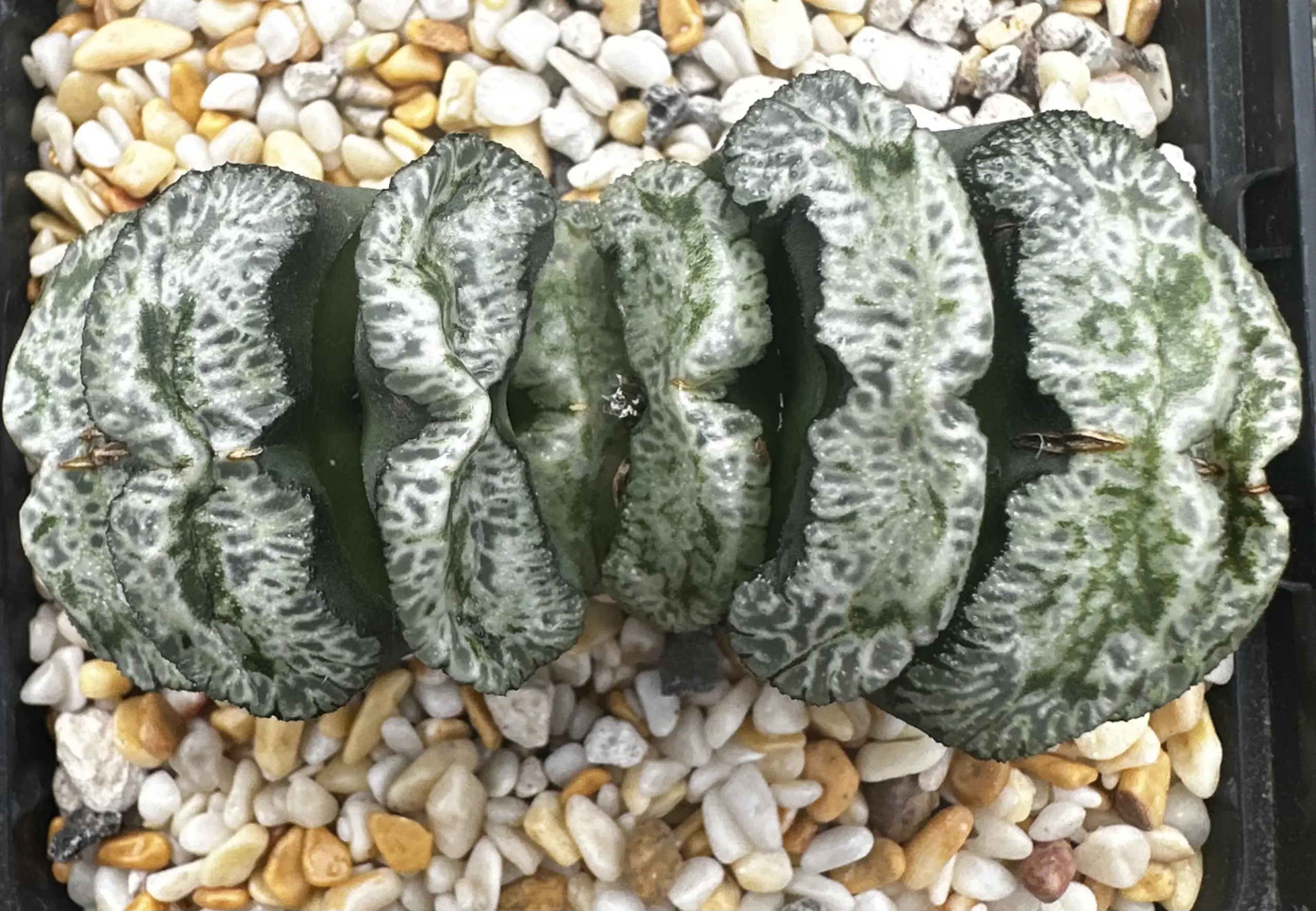 HAWORTHIA TRUNCATA (GM) - 9CM POT - Image 4